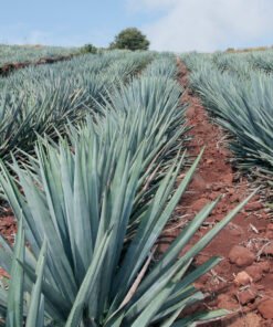 Tequila