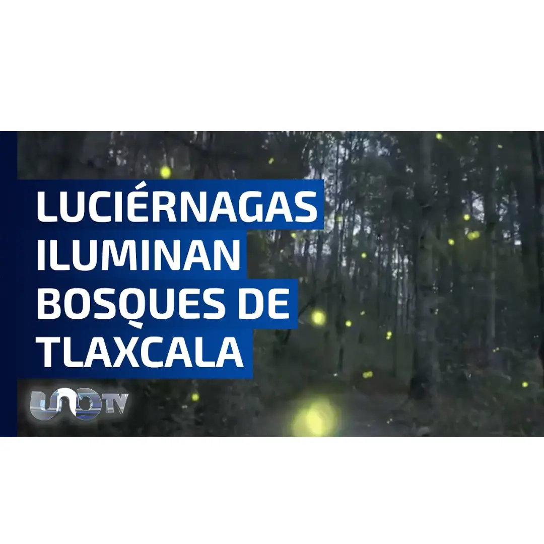 Avistamiento de Luciérnagas