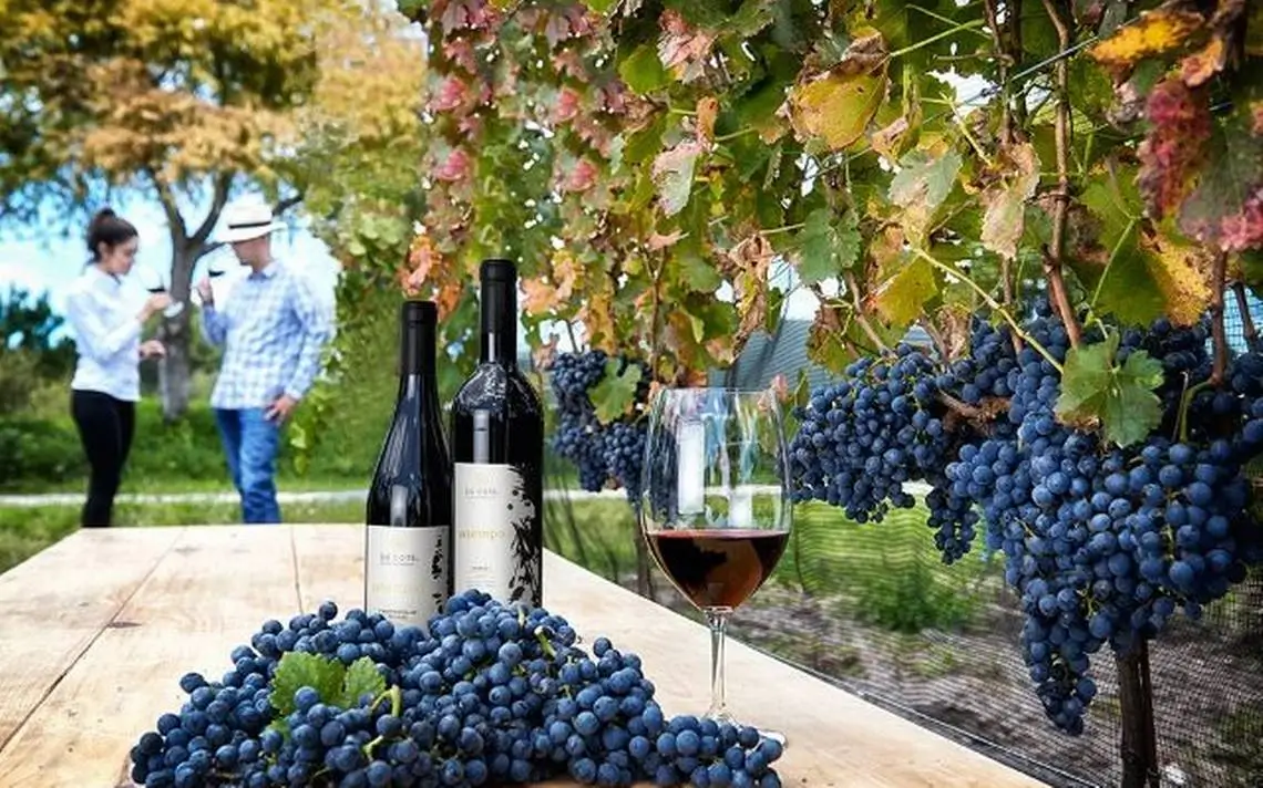 Festival del Vino en Valle de Guadalupe