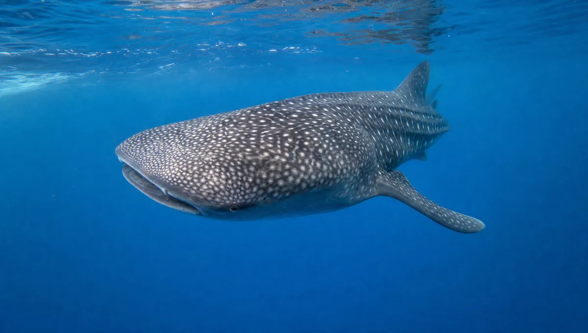 Temporada de Tiburón Ballena