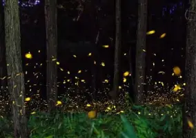 Temporada de Luciérnagas